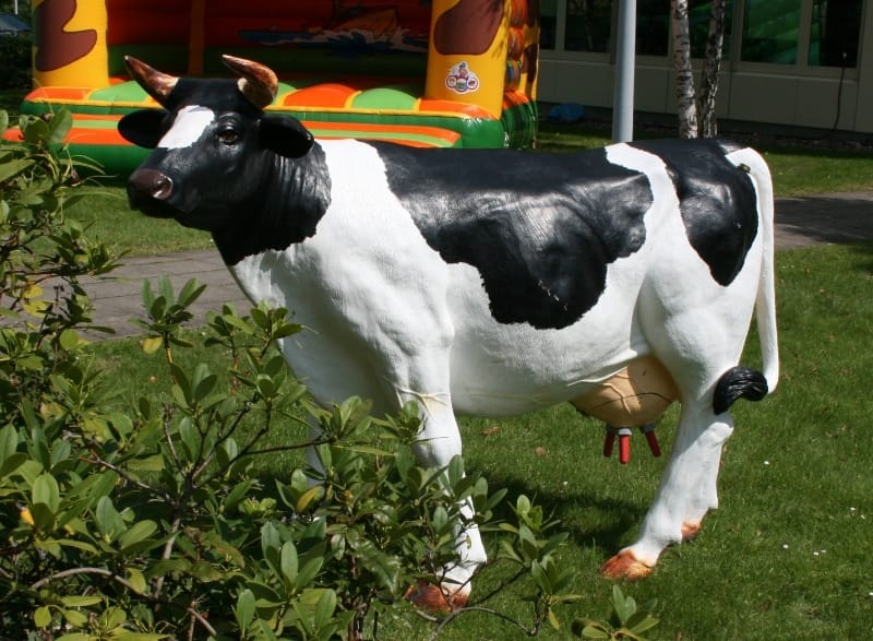 Kuhmelkspiel / Wettmelken / Kuhmelken