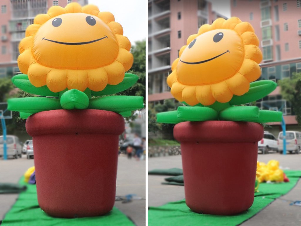 Sonnenblume mieten in Koblenz bei Dominik Liebehenz