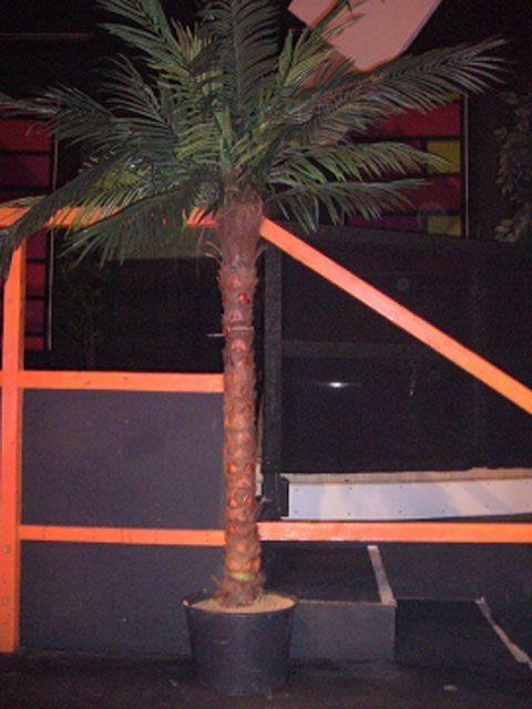Kunstpflanze Palme 1,90m mieten in Reinstädt – Mietartikel