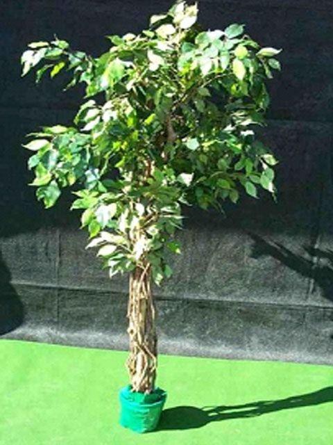 Kunstpflanze, Ficus mieten in Reinstädt bei Steffen Köhler
