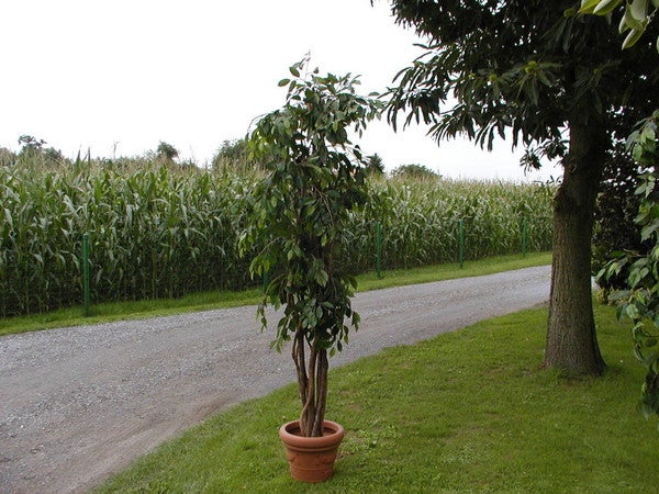 Ficusbaum mieten – künstlich & pflegeleicht, mit Topf – 3