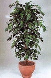 Ficusbaum mieten – künstlich & pflegeleicht, mit Topf