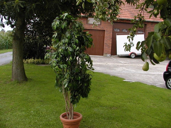 Ficusbaum mieten – künstlich & pflegeleicht, mit Topf – 2