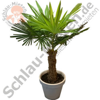 Caranday Palme 2m mieten bei Schlau-Mieten.de