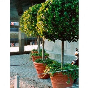 Lorbeerbaum alt im Terradekor-Topf