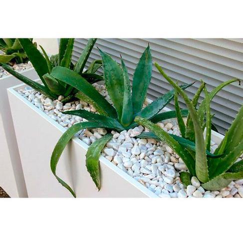 Aloe Vera in Deviderwall mit Kies