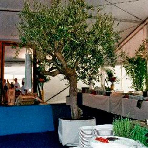 Olivenbaum Extra mit weißen Nesselstoff