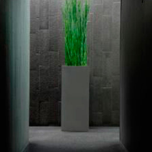 Equisetum im Säule grau