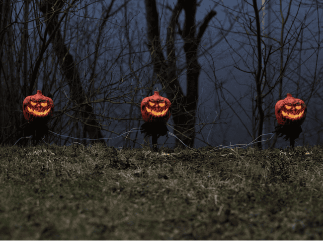Halloween Kürbisse mieten