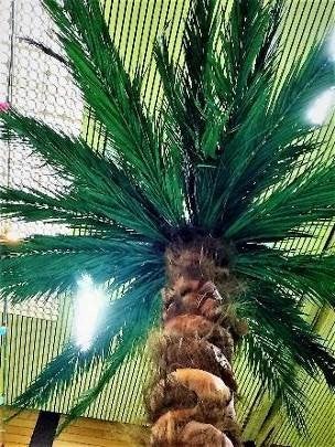 Große Deko-Palmen mieten – künstliche Palmen 350–450 cm, B1 schwer entflammbar – 2
