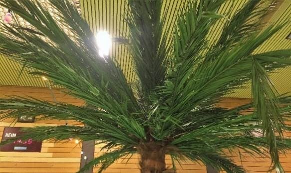 Große Deko-Palmen mieten – künstliche Palmen 350–450 cm, B1 schwer entflammbar – 3
