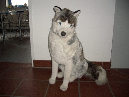 Husky-Stofftiere mieten – Schlittenhund-Plüschtiere in verschiedenen Größen