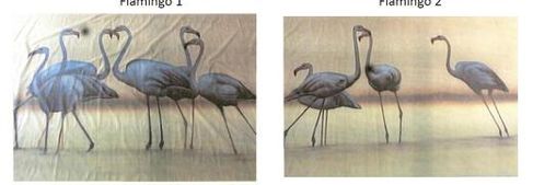 Flamingo-Kulisse mieten – Rollkulissen-Serie, ca. 900 x 280 cm – 2