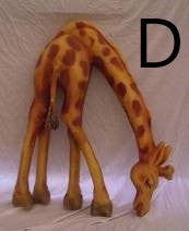 Giraffen-Figur mieten – lebensgroß bis ca. 400 cm, Afrika-/Savanne-Deko – 4