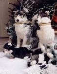 Husky-Stofftiere mieten – Schlittenhund-Plüschtiere in verschiedenen Größen – 2