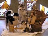 Husky-Stofftiere mieten – Schlittenhund-Plüschtiere in verschiedenen Größen – 3
