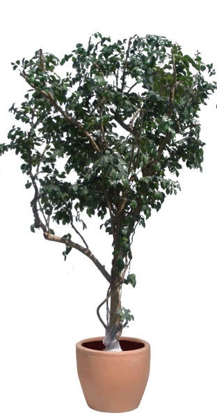Benjamini-Bäume mieten – große künstliche Dekopflanzen, ca. 300–350 cm