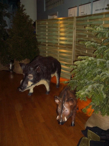 Wildschwein-Figur mieten – lebensgroßer Keiler, Deko für Wald & Jagd-Events – 3