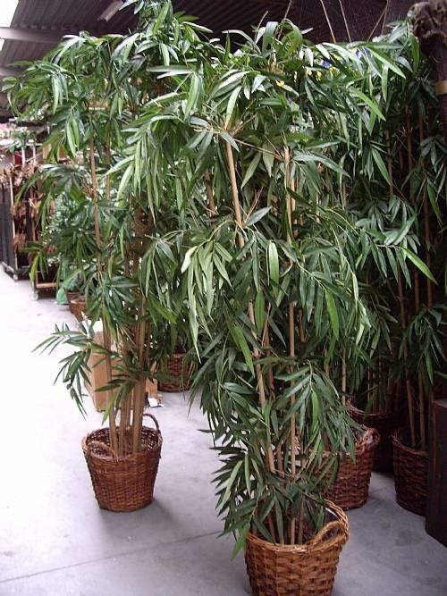 Bambus-Bäume mieten - künstliche Bambuspflanzen 140-180 cm für Asia-Deko