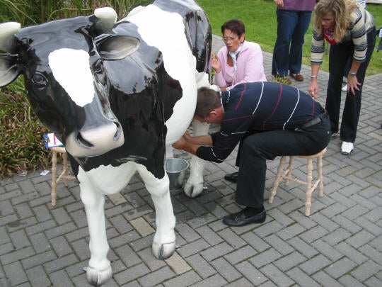 Wettmelken mit Kuh Else (Kuhmelken)