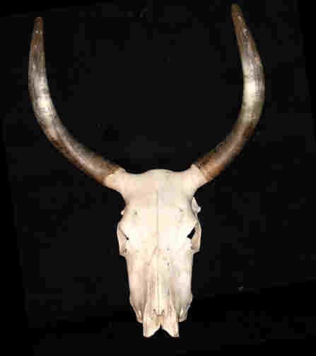 Bullenschädel , Western Dekoration
