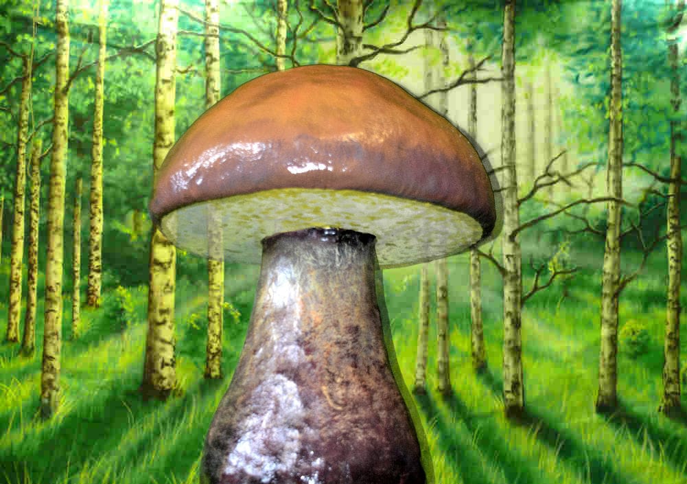  Riesen Pilze , Pilz