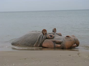 Nilpferd