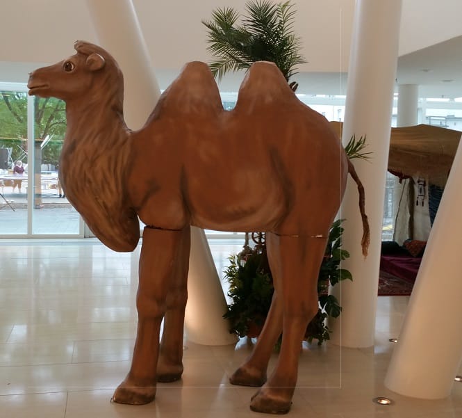 Kamel groß, Ägypten, Tier, Zoo, Wüste