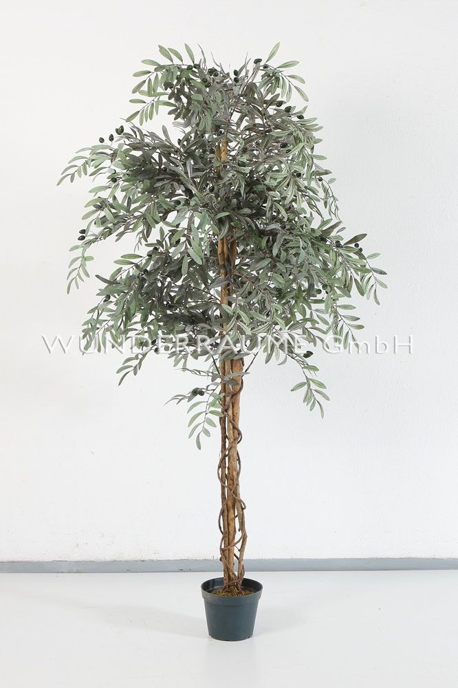 Olivenbaum L