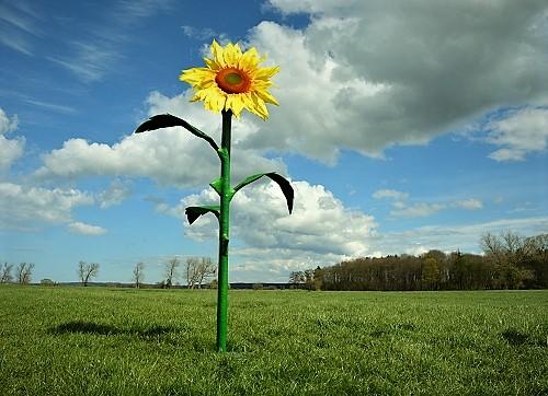 Riesen Blumen Sommerblume XXL Riesenblumen