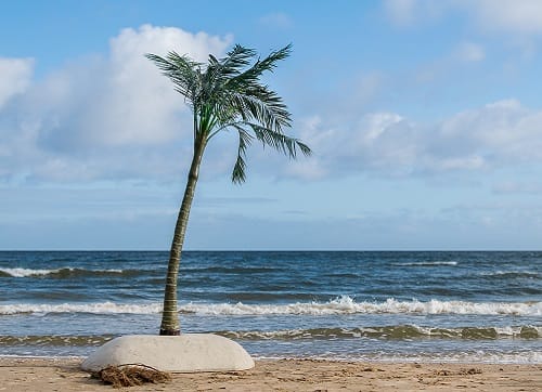 Palmen 3m , Strand Palmen , Strand Dekoration , Karibik Dekoration – 3
