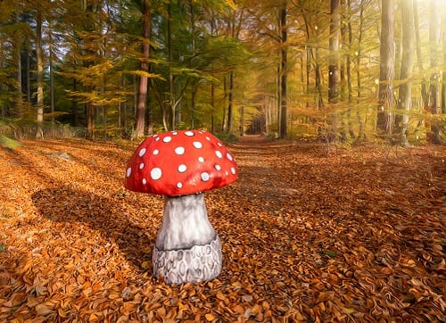  Riesen Pilze , Pilz – 4